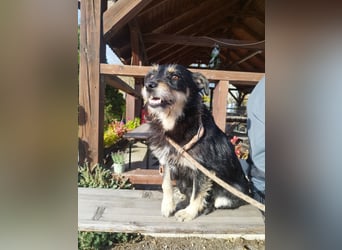 Mókus,  eine junge freundliche Hundemutter, sucht ihr Glück !