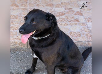 Süße freundliche Noir auf einer Pflegestelle in Herdecke !