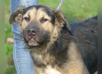 Harcos, der Kämpfer, Lebenslust auf 3 Beinen !