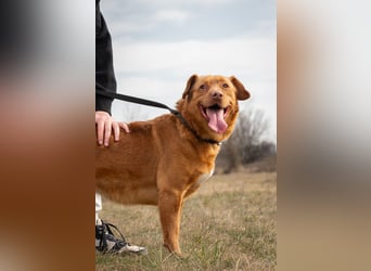 Mirtill, ein bezaubernde aktive Hündin sucht ihr "Für-immer-Zuhause "!