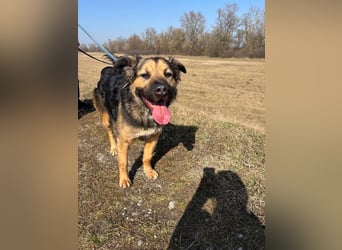 Harcos, der Kämpfer, Lebenslust auf 3 Beinen !