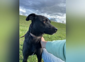 Süße freundliche Noir auf einer Pflegestelle in Herdecke !