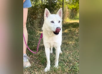 Freundliche Alba wurde aus schlechter Haltung befreit !
