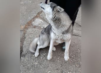 Lilit, wunderschöne Husky-Mix Hündin, ein Rohdiamant !