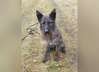 Freundliche und menschenbezogene  Wendy sucht liebevolle Familie !