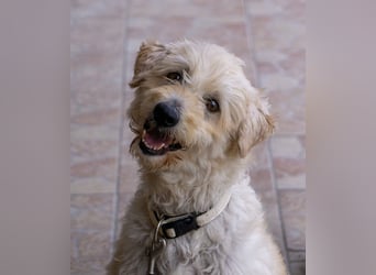 Scheue Liliom sucht nach schwerem Schicksalsschlag ein Zuhause !