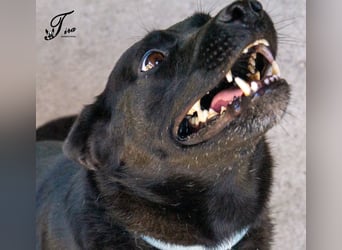 Süße freundliche Noir auf einer Pflegestelle in Herdecke !