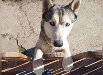 Lilit, wunderschöne Husky-Mix Hündin, ein Rohdiamant !