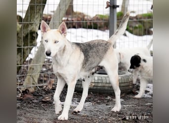Barka Mama , ein bezaubernde hübsche Hundemama sucht Ihr Glück !