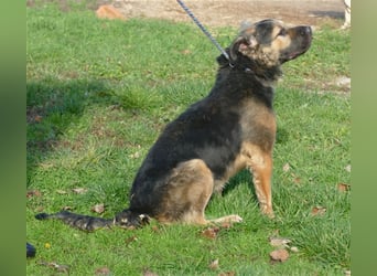 Harcos, der Kämpfer, Lebenslust auf 3 Beinen !