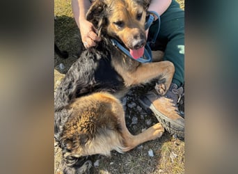 Harcos, der Kämpfer, Lebenslust auf 3 Beinen !