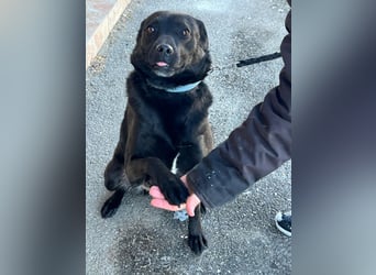 Süße freundliche Noir auf einer Pflegestelle in Herdecke !