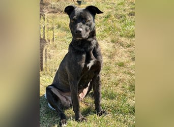 Füli möchte gerne Einzelprinzessin bei ihren Menschen sein !