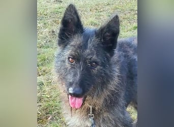 Freundliche und menschenbezogene  Wendy sucht liebevolle Familie !