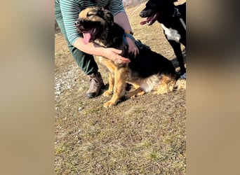 Harcos, der Kämpfer, Lebenslust auf 3 Beinen !