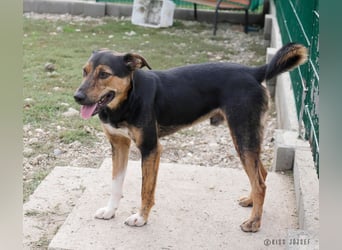 Gino, seit dem Welpenalter im Tierheim, ist verschmust und freundlich !