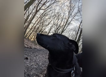 Süße freundliche Noir auf einer Pflegestelle in Herdecke !