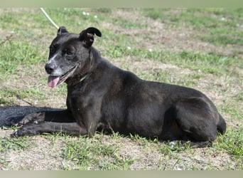 Keszi sucht ihr Glück,nachdem sie von ihrem Besitzer wieder ans  Tierheim zurückgegeben wurde !eben.