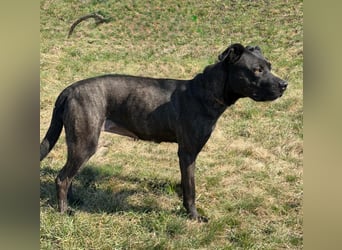 Füli möchte gerne Einzelprinzessin bei ihren Menschen sein !