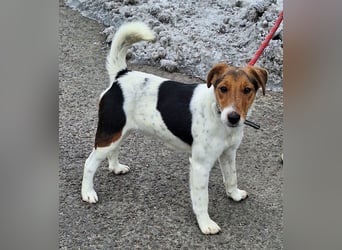 Rüde Tavi ist menschenbezogen, lieb und ausgeglichen !