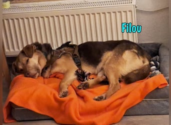 Filou „Käpt’n Dreibein“ geb. 04/2022 (in Deutschland) - sucht dringend Zuhause/Pflegestelle!