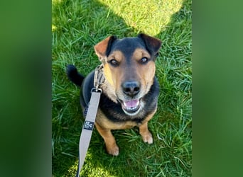 Der liebe, freundliche Jack wartet auf einer Ps in 56729 Münk !