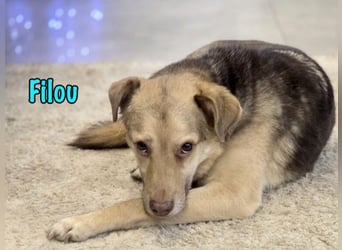 Filou „Käpt’n Dreibein“ geb. 04/2022 (in Deutschland) - sucht dringend Zuhause/Pflegestelle!