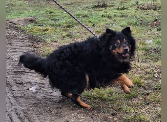 Sonnenschein Szabi sucht ein Zuhause !