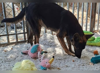 Die liebevolle Eva sucht ein ZUhause !