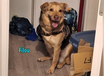 Filou „Käpt’n Dreibein“ geb. 04/2022 (in Deutschland) - sucht dringend Zuhause/Pflegestelle!