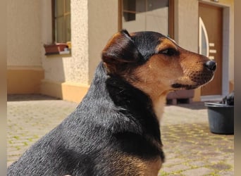 Der liebe, freundliche Jack wartet auf einer Ps in 56729 Münk !