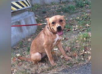 Die freundliche Suszi sucht ein Zuhause !