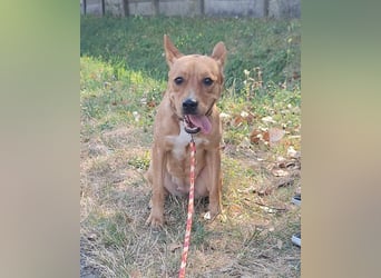 Die freundliche Suszi sucht ein Zuhause !