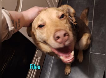 Filou „Käpt’n Dreibein“ geb. 04/2022 (in Deutschland) - sucht dringend Zuhause/Pflegestelle!