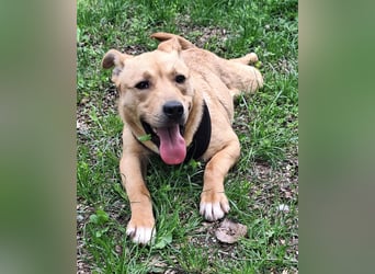 Der aktive, liebe Momoa sucht ein Zuhause !