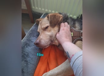 Filou „Käpt’n Dreibein“ geb. 04/2022 (in Deutschland) - sucht dringend Zuhause/Pflegestelle!