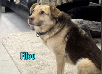 Filou „Käpt’n Dreibein“ geb. 04/2022 (in Deutschland) - sucht dringend Zuhause/Pflegestelle!