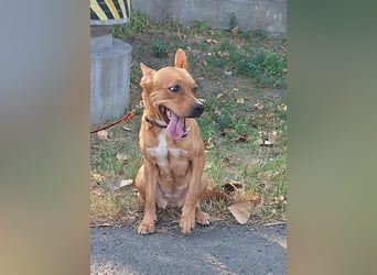 Die freundliche Suszi sucht ein Zuhause !