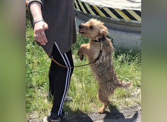 Franko ist gutmütig,menschenbezogen,liebevoll !