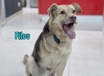 Filou „Käpt’n Dreibein“ geb. 04/2022 (in Deutschland) - sucht dringend Zuhause/Pflegestelle!