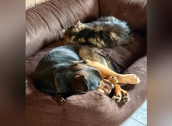 Der liebe, freundliche Jack wartet auf einer Ps in 56729 Münk !