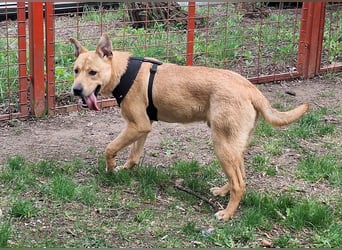 Der aktive, liebe Momoa sucht ein Zuhause !