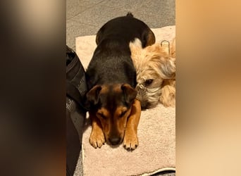 Der liebe, freundliche Jack wartet auf einer Ps in 56729 Münk !