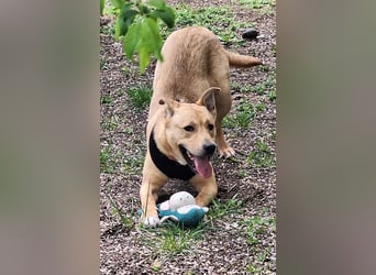 Der aktive, liebe Momoa sucht ein Zuhause !