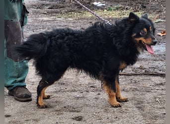 Sonnenschein Szabi sucht ein Zuhause !