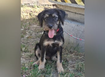 Max ist sehr freundlich , verspielt, aktiv,fröhlich