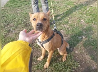 Die freundliche Suszi sucht ein Zuhause !