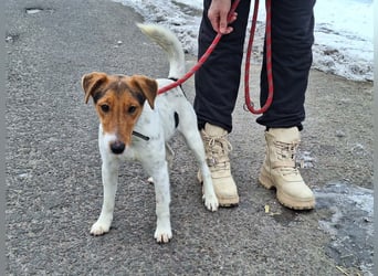 Rüde Tavi ist menschenbezogen, lieb und ausgeglichen !