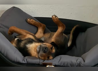 Der liebe, freundliche Jack wartet auf einer Ps in 56729 Münk !