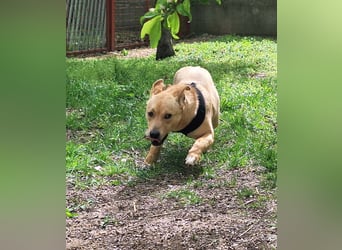 Der aktive, liebe Momoa sucht ein Zuhause !